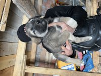 Kaliteli Kangal yavrularımız gönderim yapıyoruz