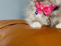 British Longhair 2 Aylık
