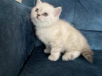 Şeker gibi british shorthair yavru