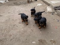 Son 3 erkek koca kafa rottweiler yavrular