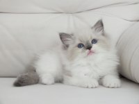 Full şecereli ragdoll yavruları