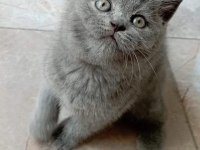 Top Kafa Ayıcık Surat British Shorthair
