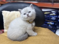 Lynx point erkek british shorthair