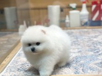 Orjinal Ayı Surat Pomeranian Boo Oğlumuz Rolex