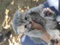 Scottish Fold Yavru