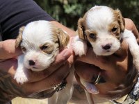Cavalier King Charles Yavruları
