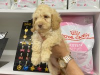 IRK VE SAĞLIK GARANTİ ORJİNAL MALTİPOO BEBEĞİMİZ