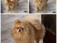 Pomeranian boo yavrumuz
