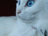 MECBURİYETTEN ANKARA KEDİSİ / DİŞİ / İSTANBUL