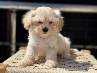 Petmode köpek çiftliğinden tea cup kore maltipoo