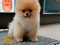Pomeranian boo yavrular scrli safkan
