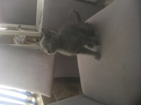 6 aylık eğitimli russian blue