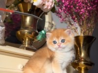 Altın Parlaklığında Golden British Shorthair 