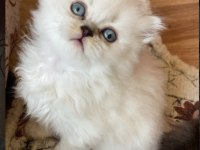 British longhair bebişler