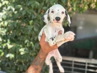 DALMAÇYALI YAVRU KÖPEKLER