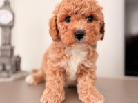Toy poodle bebekler