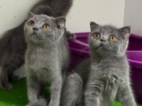 Irk Ve Sağlık Garantili Chow Chow Köpeği