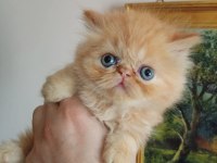 Exotic shorthair ve longhair dişi erkek yavrular