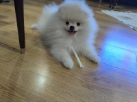 3.5 aylık pomeranian yavrularımız