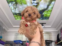 Güzel maltipoo bebekler