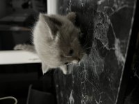 BRİTİSH SHORTHAİR UKRAYNA CİNSİ YAVRU KEDİLERİMİZ