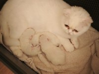 Bristh longhair Bristh shorthair scotish tabby