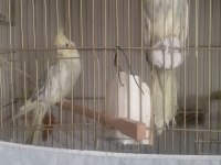 Satılık konuşan ve takım sultan papağanları