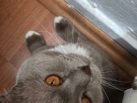 Çok tatlı 1.5 yaşında bir erkek scottish fold