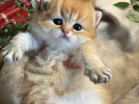 Yüksek kalite golden british longhair