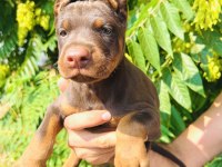 Kaliteli Doberman Yavrular