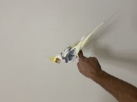 Full Evcil Konuşan sultan 81 ile gönderim mevcut