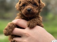 ÜST DÜZEY RED BROWN POODLE YAVRULARI