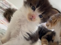 Nadir ve Özel renklerde safkan maine coon yurt dışı