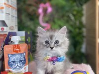 Sağlık Irk Garantili British Longhair Yavrularım