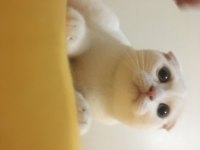 Scottish Fold
