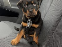 Rottweiler Yavru