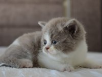 Muhteşem Safkan British Shorthair