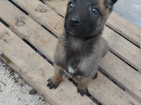Dişi 2,5 aylık belçika kurdu