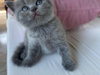 British shorthair yavrularımız