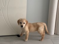 GOLDEN RETRİEVER ERKEK YAVRU EĞİTİMLİ