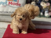 Show kalite ziyarete açık maltipoo yavrularımız