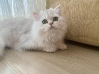 British Longhair Zümrüt Yeşili Eye