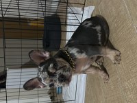 7 aylık french bulldog özel renk