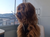 Ömürlük Yuvasını Arayan Sevgi Dolu Bir Dost Maltipoo