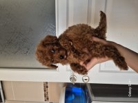 KORE ERKEK POODLE YAVRUMUZ