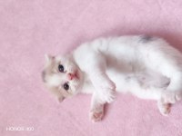 Scottish fold kediler