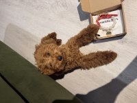 7 Aylık Dişi Bebek Temel Eğitimleri Var Aşılı Poodle