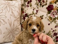 MALTİPOO ÖZEL RENK OĞLUMUZ