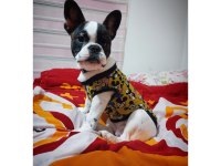 SIFIR MASRAFLA SAHİP OL FRENCH BULLDOG