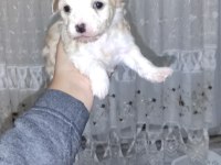 Yeni yavru köpeklerimiz sahiplerini bekliyorlar